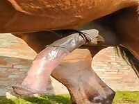 Huge horse breeding 