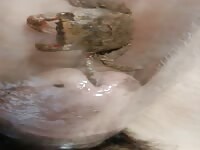 Crab and penis