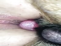 Doggy 