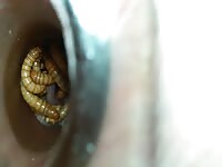 3 kinds worms