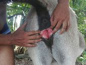 Burrero01