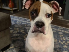 HenrysDad