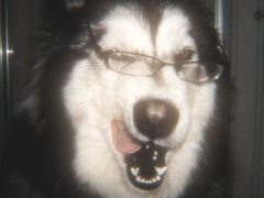 DADDYSGOODPUPPY