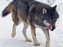 Dogfucker12345